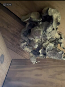 mold hidden dangers