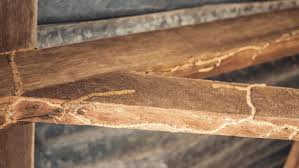 termite tubes