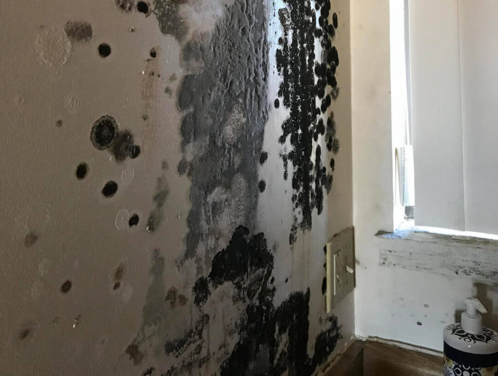Mold Inspection Georgia | Why Mold Is a Serious Problem for Georgia Homes