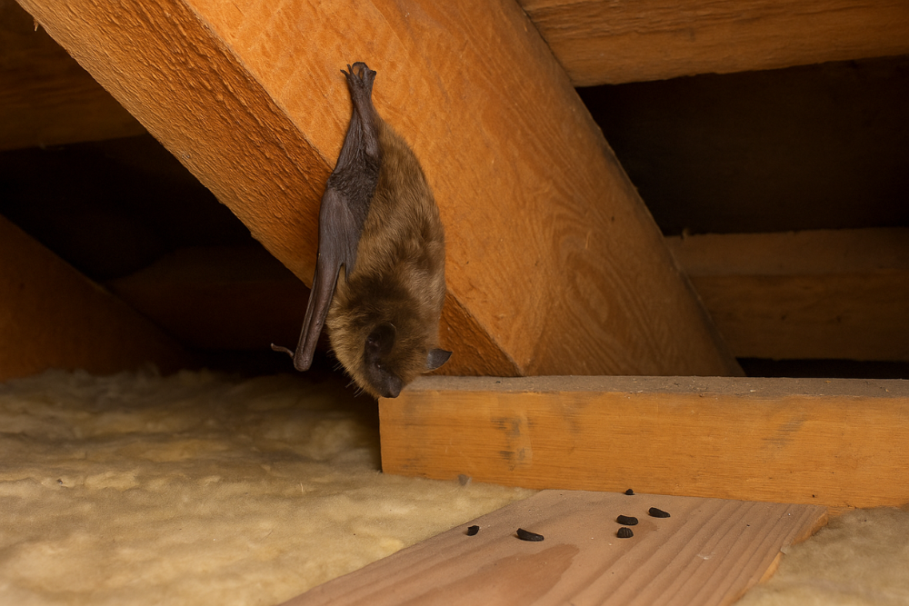 bats in Attic