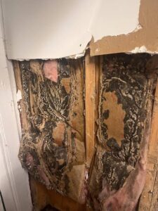 mold and termites in south